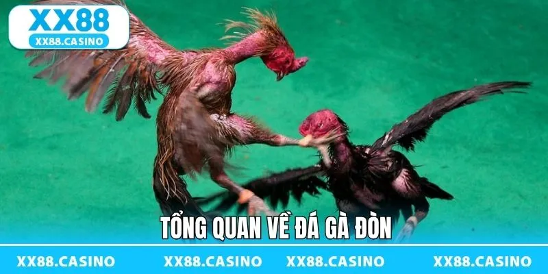Tổng quan về theo dõi đá gà siêu kịch tính